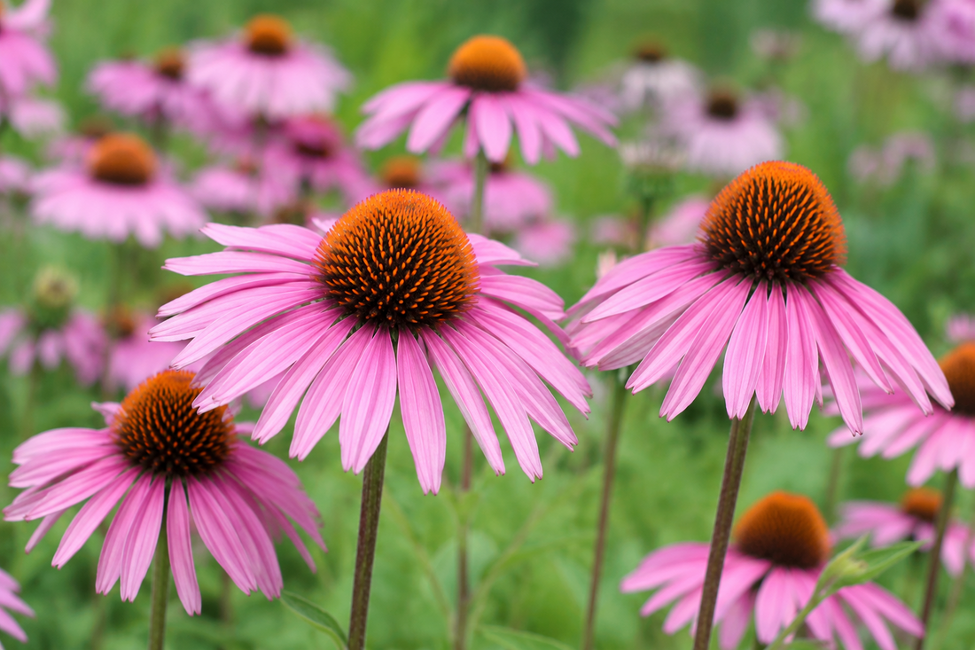 Echinacea