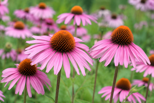 Echinacea